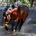 Sue Sorrell Photo 10