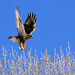 Julie Hawks Photo 8