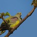 Bruce Green Photo 18