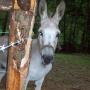 Pat Conner Photo 42