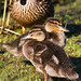 Elizabeth Mallard Photo 10