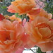 Rose Hofer Photo 14