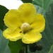 Usha Rani Photo 20