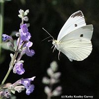 Sarah Flaherty Photo 43