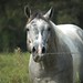 Lisa Gray Photo 20
