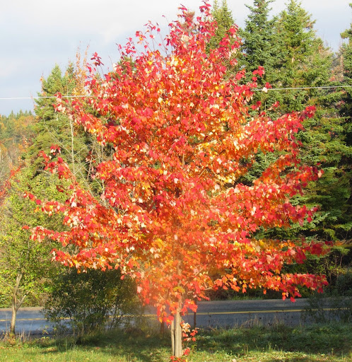 Donna Macdonald Photo 17