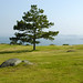 Harry Jacobson Photo 18