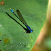 Ed Andrade Photo 14
