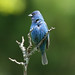 Bobby Bunting Photo 5