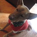 Janie Suits Photo 8