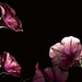 Ernesto Flores Photo 8