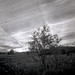 Carl Thornhill Photo 4