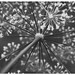 Lawrence Dill Photo 13
