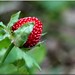 Tammy Berry Photo 21