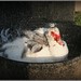 Rhonda Simmons Photo 7