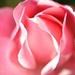 David Rose Photo 11