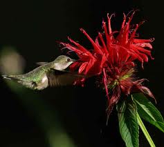 Roger Robison Photo 10