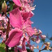 Kathleen Flowers Photo 18