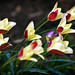Cynthia Flora Photo 10