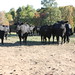 Jefferson Howell Photo 8