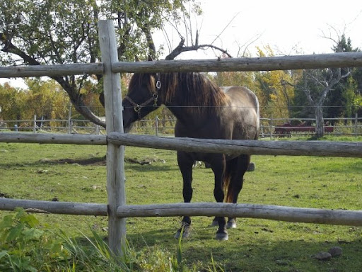 Diane Bourdeau Photo 20