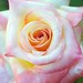 Rose Jackson Photo 12