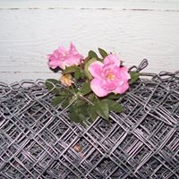 Connie Barker Photo 14