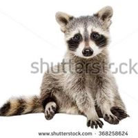 Michael Virgilio Photo 5