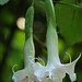 Angel Bush Photo 12