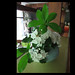 Laurel Wright Photo 38