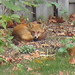Allan Fox Photo 32