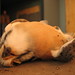 Todd Falcon Photo 8