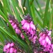 Heather Branch Photo 35