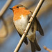 Robin Christ Photo 13
