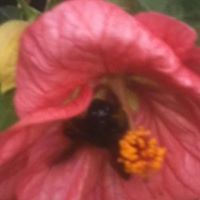 Debbie Autry Photo 5