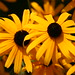 Susan Ginter Photo 18