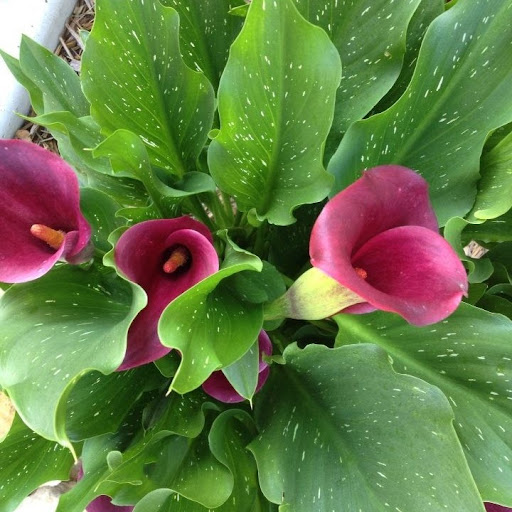 Nancy Buell Photo 12