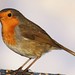 Robin Snipes Photo 8