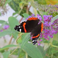 Connie Petty Photo 16