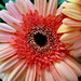 Sherry Wells Photo 32