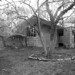 Dorothy Wright Photo 19