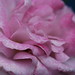 Carole Miller Photo 47