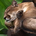 Thomas Puma Photo 10