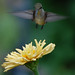 Sandy Skipper Photo 10