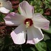 Jeanette Flowers Photo 28