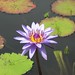 Lilli Flowers Photo 2
