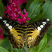 Sylvia Brown Photo 10