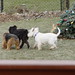 Archie Wilson Photo 42