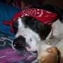 Sharon Dillard Photo 21