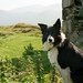 Collie Young Photo 4